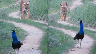 Viral Video: స్వాతంత్య్ర దినోత్సవం రోజున అరుదైన దృశ్యం… ఫారెస్ట్‌ అధికారులు షేర్‌ చేసిన వీడియో వైరల్