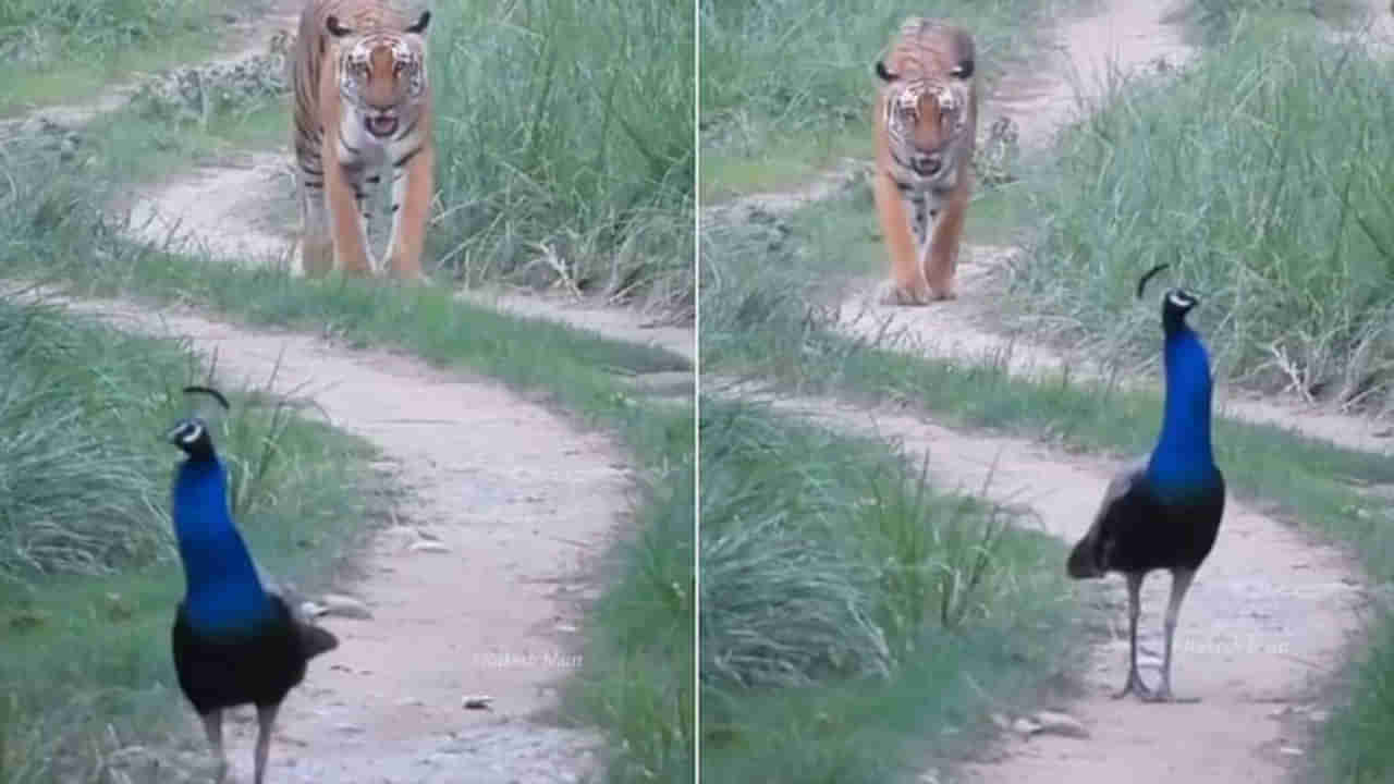 Viral Video: స్వాతంత్య్ర దినోత్సవం రోజున అరుదైన దృశ్యం... ఫారెస్ట్‌ అధికారులు షేర్‌ చేసిన వీడియో వైరల్