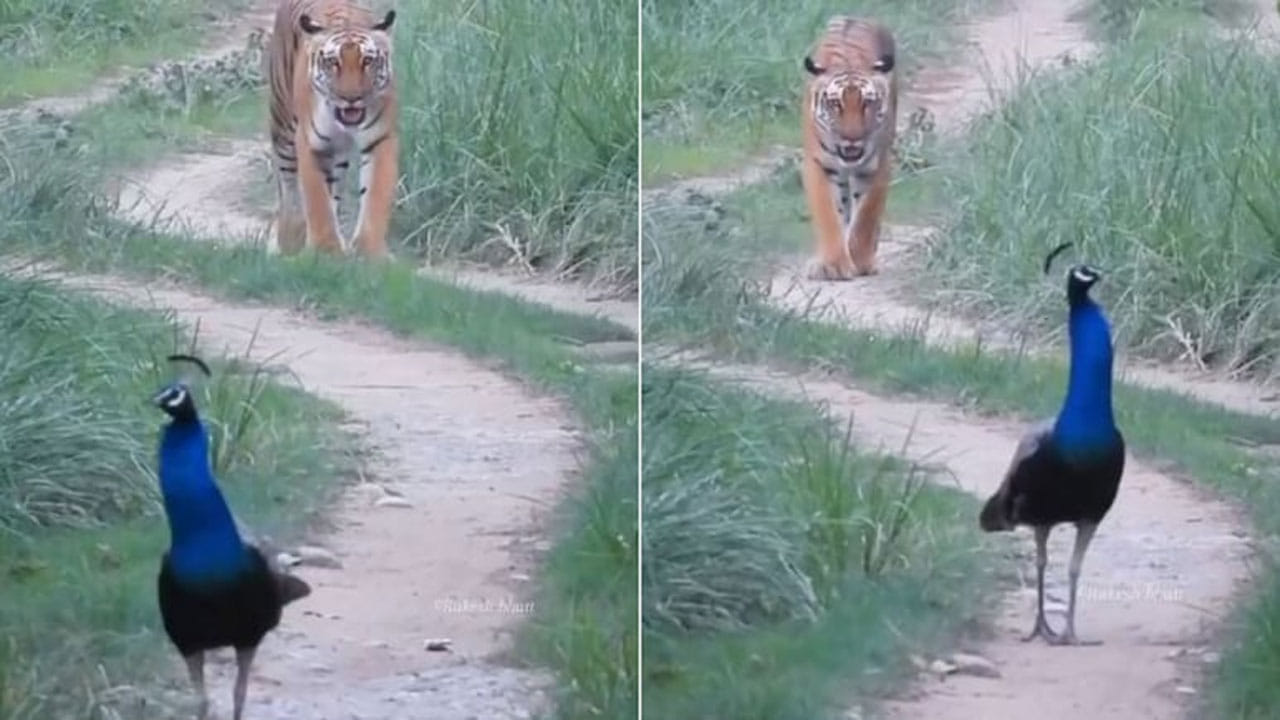 Viral Video: స్వాతంత్య్ర దినోత్సవం రోజున అరుదైన దృశ్యం... ఫారెస్ట్‌ అధికారులు షేర్‌ చేసిన వీడియో వైరల్