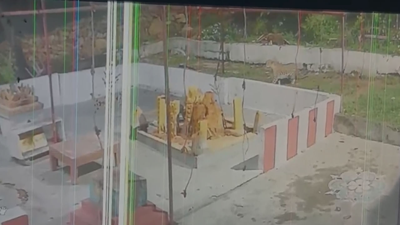 తిరుమ‌ల‌లో చిరుత క‌ల‌క‌లం.. గంగమ్మ ఆలయంలో పిల్లి మీద దాడికి య‌త్నం