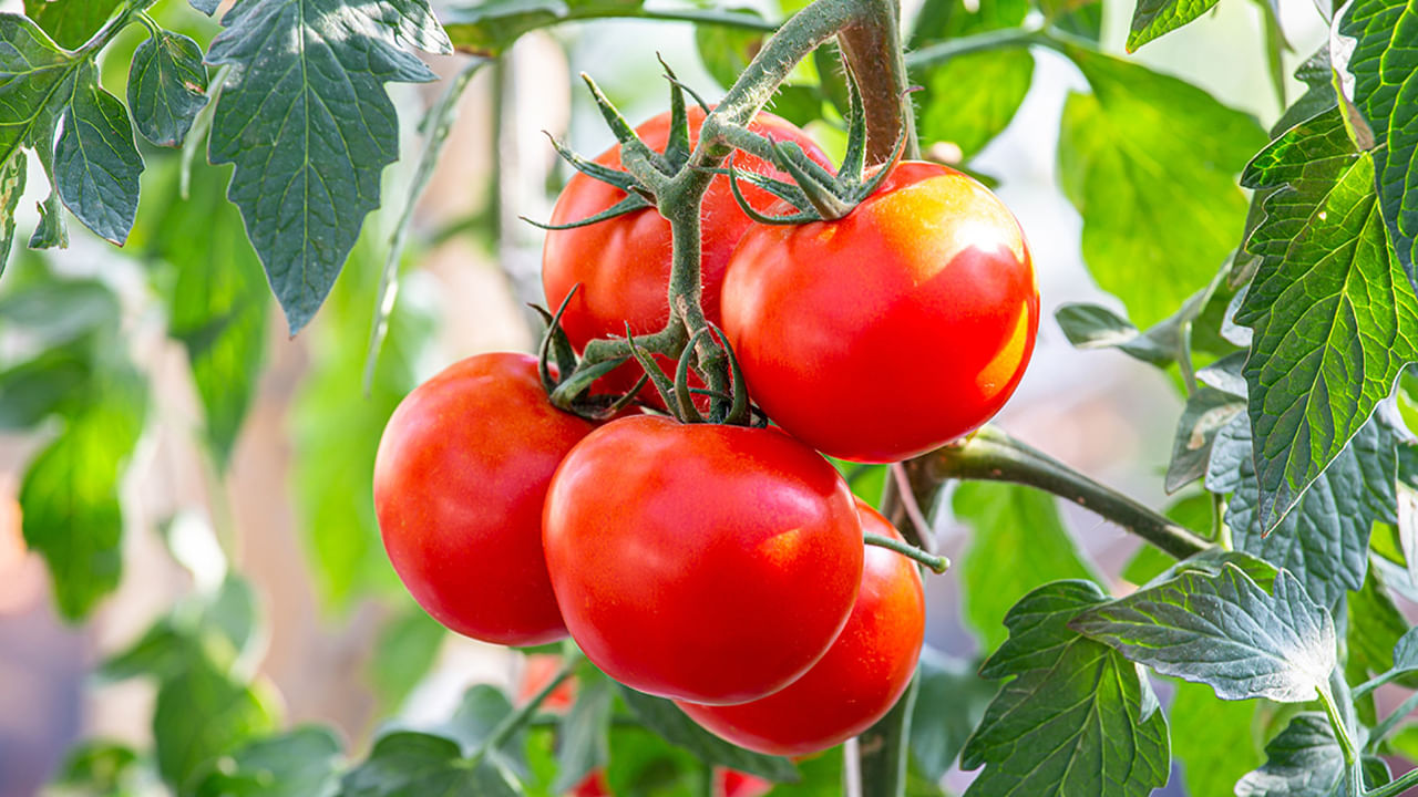 టమోటాలు: టమోటాలు నిల్వ చేయడానికి కౌంటర్ టాప్ ఉత్తమ ఎంపిక కాదు. ఇలా బహిరంగ ప్రదేశంలో ఉంచినట్లయితే అవి త్వరగా పాడైపోతాయి. కాంతి పడని ప్రదేశంలో ఉంచడం మంచిది. టమోటాలు చెడిపోకుండా ఉండాలంటే వాటిని ఫ్రిజ్‌లో ఉంచడం మంచిది.