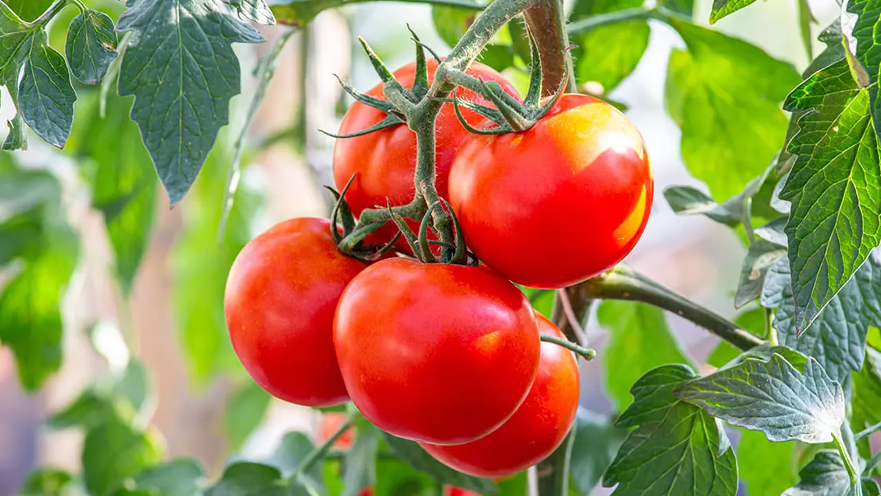 Tomato