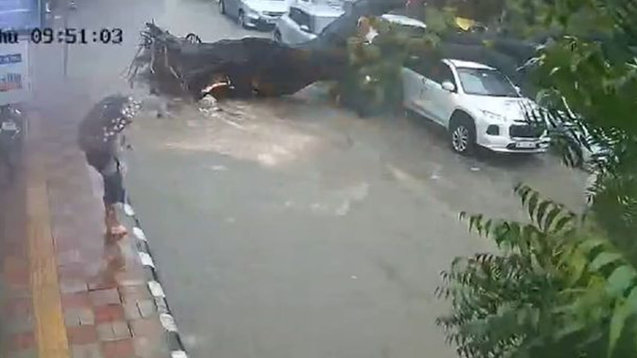 Viral Video: ఒక్క సెకన్...ఒకే ఒక్క సెకన్లో విషాదం.. రోడ్డుపై వెళ్తున్న తండ్రి కుమార్తెపై పడ్డ చెట్టు