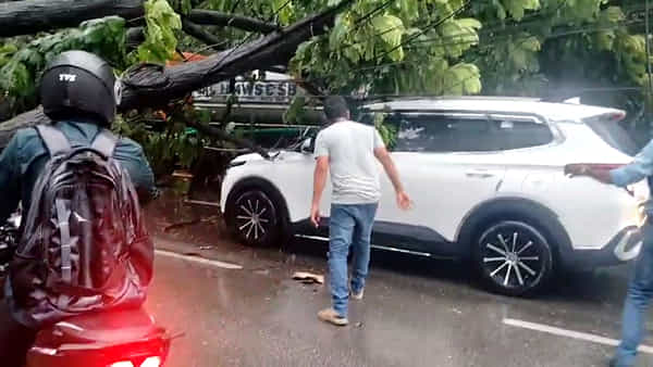 Rains Video: హైదరాబాద్లో వర్ష బీభత్సం... వాహనాలపై కూలిన భారీ వృక్షం
