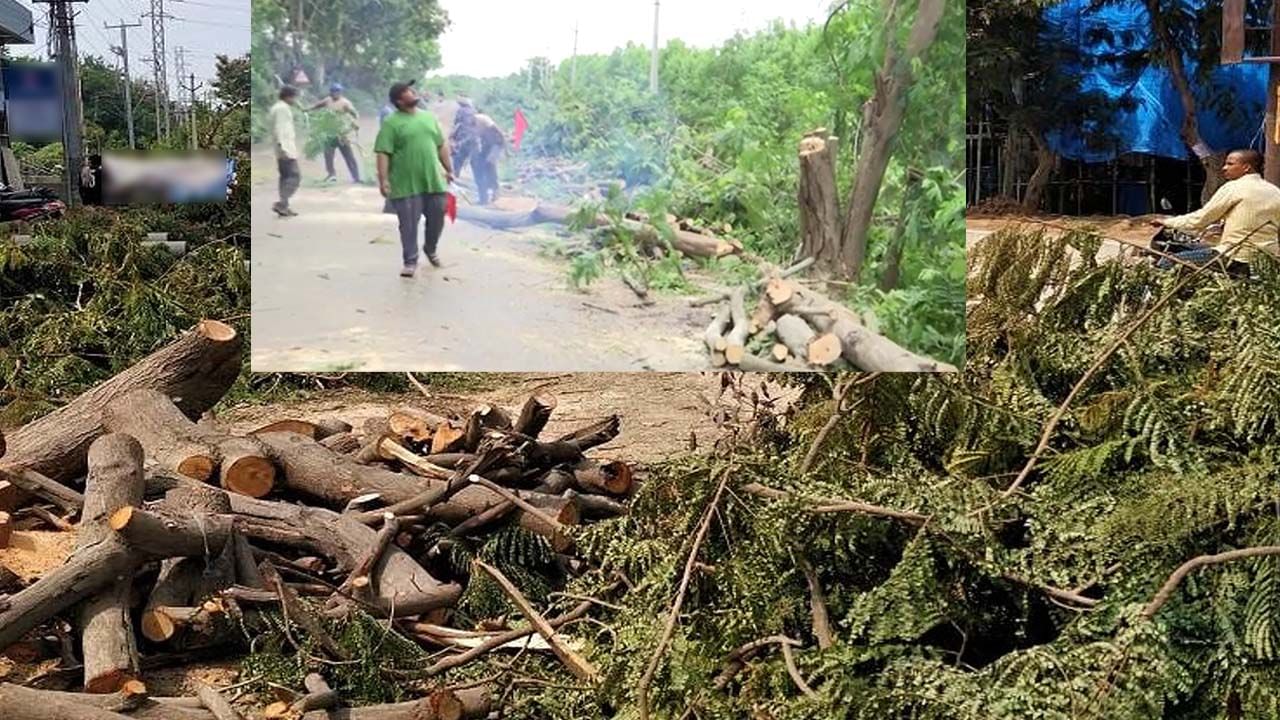 మాయమవుతున్న వృక్షం.. అడిగేవాళ్లు లేరనా.. నరికినా ఎవరూ పట్టించుకోరనా..?