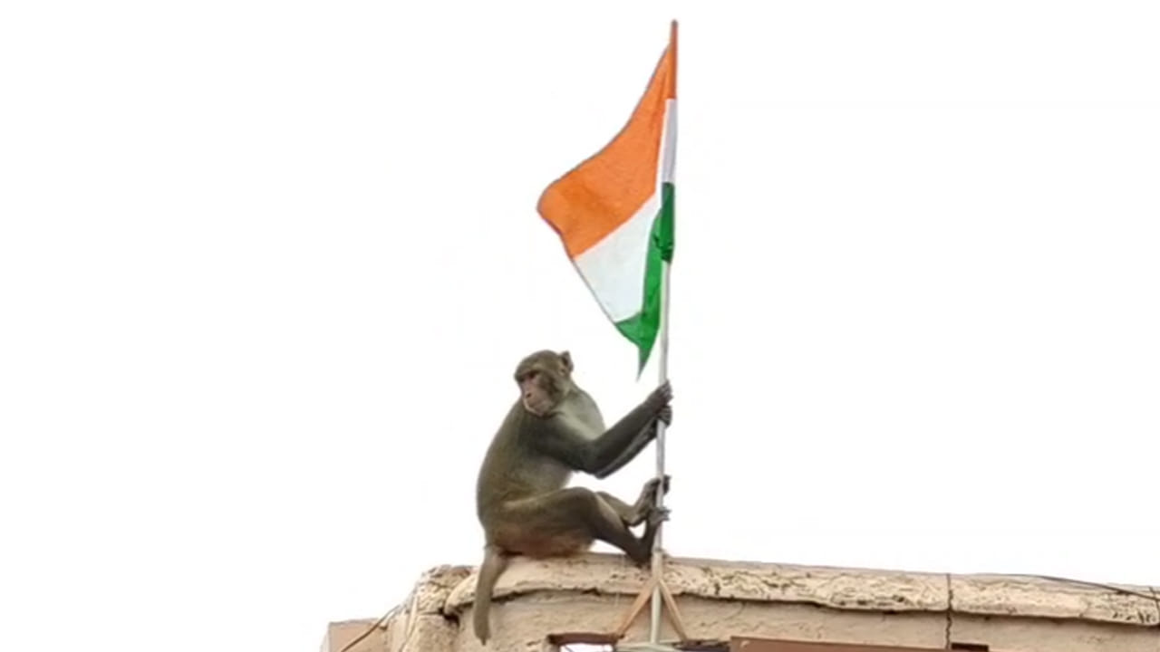 Viral Video: జాతీయ జెండాకు 'హనుమంతుడు' కాపలా.. ఇంటర్నెట్‌లో వీడియో వైరల్