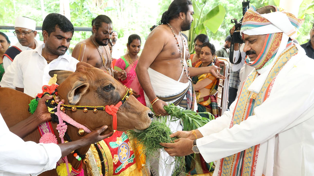 TTD: గుడికో గోమాత.. దేశవ్యాప్తంగా ఆలయాలకు టీటీడీ ఆవులు! ఇప్పటివరకు ఎన్ని అందించారంటే!