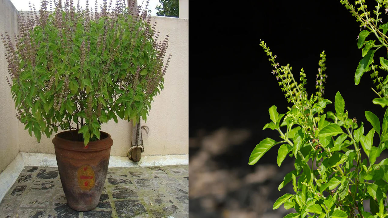 Tulsi Plant: పొరపాటున కూడా తులసి మొక్క దగ్గర ఈ వస్తువులను ఉంచకండి.. మహా పాపం.. జీవితంలో ఎదగలేరు!