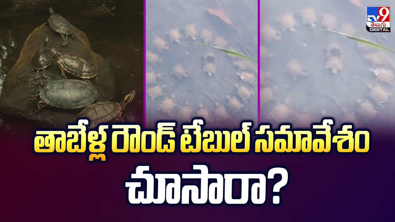 తాబేళ్ల రౌండ్ టేబుల్ సమావేశం చూసారా?