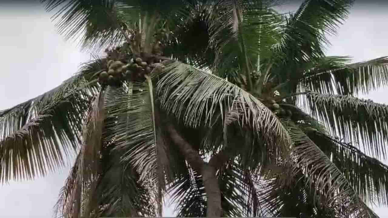 Telangana: అరుదైన రెండు తలల కొబ్బరి చెట్టు.. చూసేందుకు ఎగబడుతున్న జనం..!