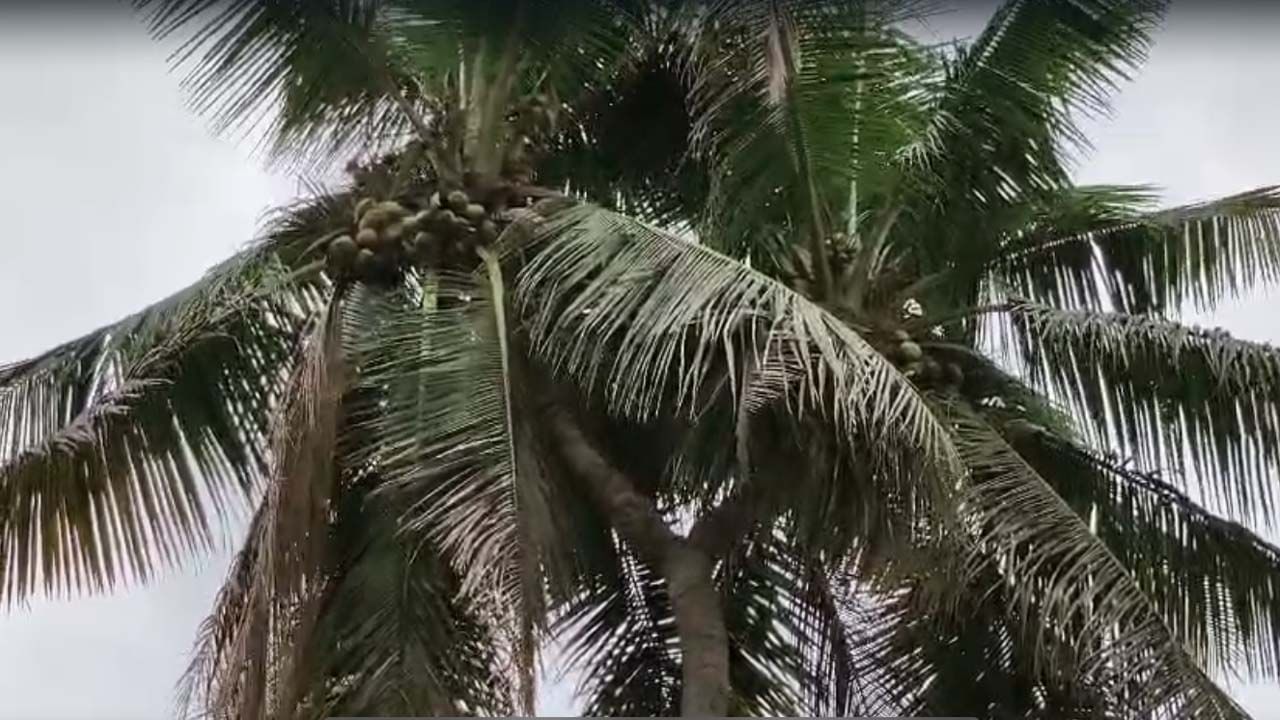 Telangana: అరుదైన రెండు తలల కొబ్బరి చెట్టు.. చూసేందుకు ఎగబడుతున్న జనం..!