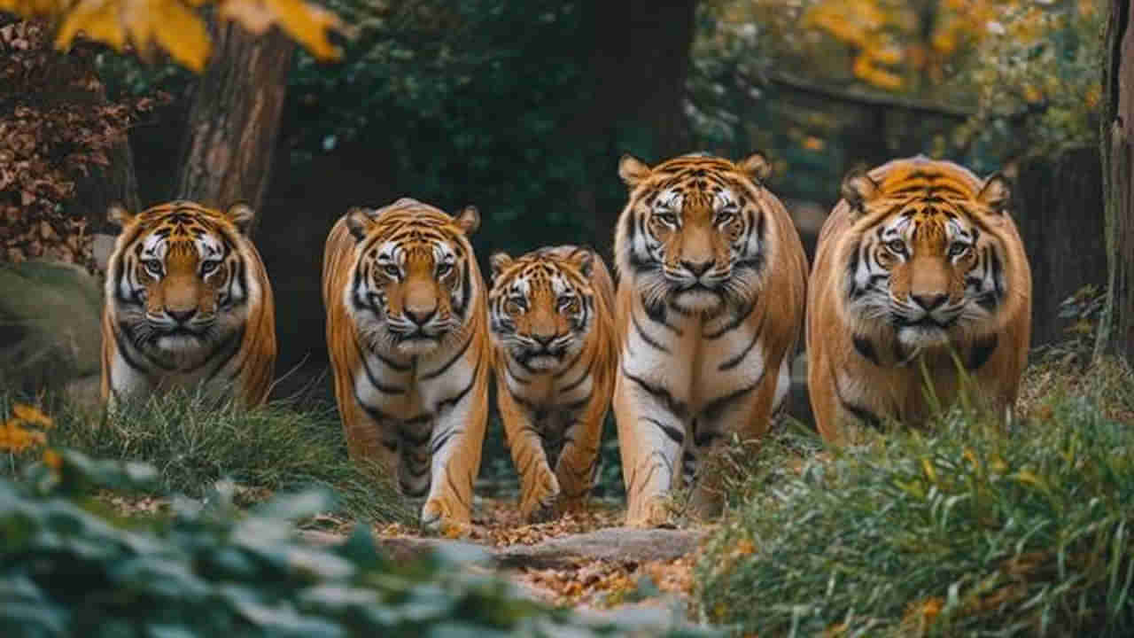 ప్రకృతికి పెన్నిధి పులులు.. ఒకసారి తింటే 30 గంటలు నిద్రపోయే ఈ జీవుల గురించి మీకు తెలుసా..