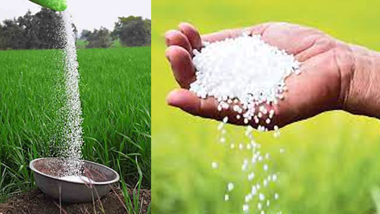 ప్చ్.. టైం దాటితే ప్రయోజనం ఉండదు.. కామారెడ్డిని వెంటాడుతున్న యూరియా కష్టాలు.. ప్చ్.. టైం దాటితే ప్రయోజనం ఉండదు.. కామారెడ్డిని వెంటాడుతున్న యూరియా కష్టాలు..