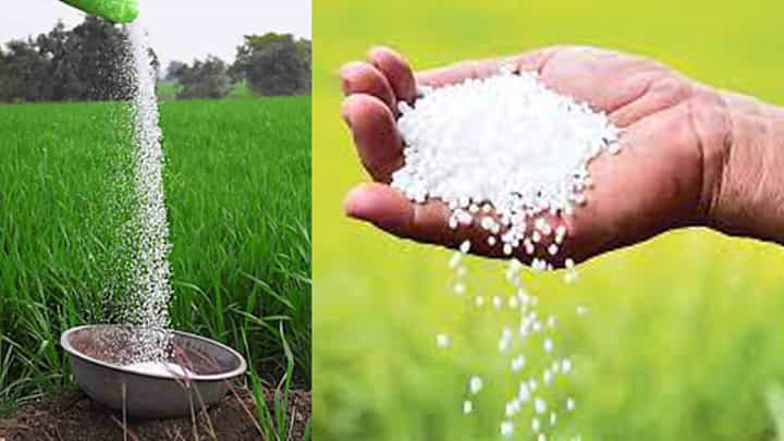 ప్చ్.. టైం దాటితే ప్రయోజనం ఉండదు.. కామారెడ్డిని వెంటాడుతున్న యూరియా కష్టాలు.. ప్చ్.. టైం దాటితే ప్రయోజనం ఉండదు.. కామారెడ్డిని వెంటాడుతున్న యూరియా కష్టాలు..