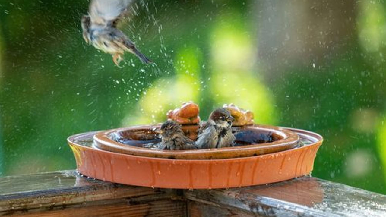 అయితే కొందరి ఇళ్లల్లోకి పిచుకలు వస్తుంటాయి. ఉదయం లేవగానే బాల్కనిలో పక్షల కిలకిలలు వినిపిస్తాయి. మరి మీరు ఎప్పుడైనా ఆలోచించారా? ఉదయాన్నే పిచుకల కిలకిలలు వినడం మంచిదేనా? వాస్తు శాస్త్రం ప్రకారం ఇది దేనికి సంకేతమో తెలుసుకుందాం.