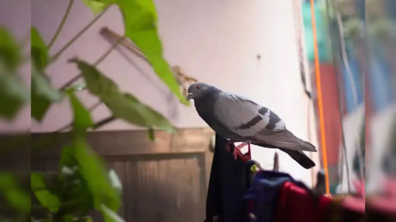 హిందూ మతంలో పక్షులను దేవుని దూతలుగా భావిస్తారు. గరుడు విష్ణువు వాహనం, హంస సరస్వతి దేవి వాహనం,గుడ్లగూబ లక్ష్మీ దేవి వాహనం. అందువలన ఇంటిలోకి పక్షులు రావడం మంచిదేనంట. హిందువులు కొందరు ఇంటిలోపలికి పక్షులు వస్తే, పూర్వీకుల ఆశీర్వాదం ఇచ్చారని భావిస్తారు, వాటికి గింజలు వేస్తుంటారు. అందువలన ఉదయాన్న పక్షుల కిల కిలలు వినిపించడం చాలా శుభప్రదం.