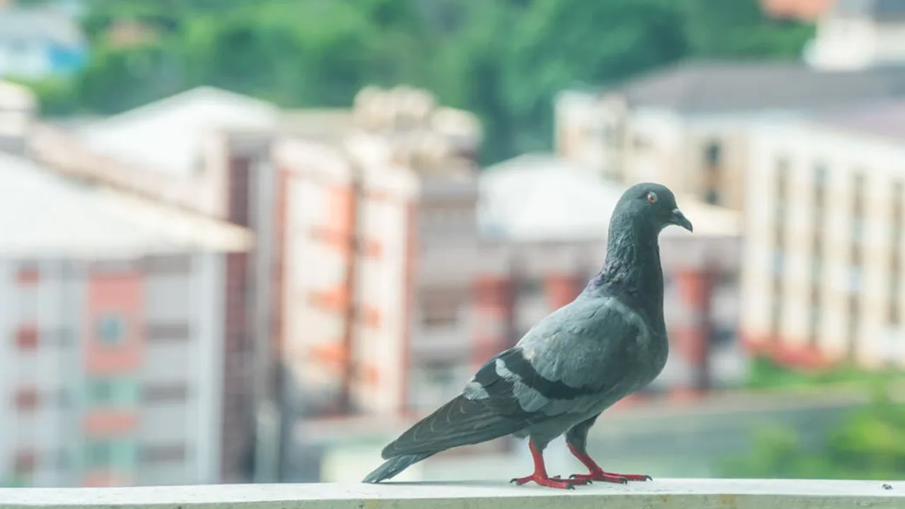 వాస్తు శాస్త్రం ప్రకారం, ఉదయం పక్షుల కిలకిలలు వినిపించడం, అవి మన ఇంటి వాతావరణంలో తిరుగుతుండటం శుభ ప్రదం అంట. ఇది ఇంటి వాతావరణం స్వచ్ఛంగా, సానుకూల శక్తితో నిండి ఉందనే అర్థాన్ని ఇస్తుందంట. అంతే కాకుండా ఇంటిలోపల కూడా శఆంతి, సంతోష వాతావరణాన్ని, ఆర్థిక వృద్ధిని సృష్టిస్తుందని చెబతున్నారు వాస్తు శాస్త్ర నిపుణులు.