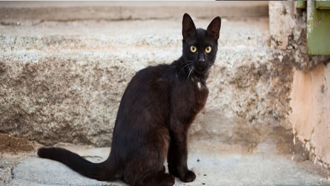 అలాగే వాస్తు నిపుణుల ప్రకారం మీరు ఉదయం నిద్ర లేచిన వెంటనే నల్ల పిల్లి లేదా , నల్ల కుక్క,  ఏడుస్తున్న వారిని అదే విధంగా  ఇంటిలో చిరిగిపోయి ఉన్న దేవుడి ఫొటోలను చూడటం మంచిది కాదంట. దీని వలన మీరు రోజంతా మానసిక ఒత్తిడి, అడ్డంకులు వంటి సమస్యలు ఎదుర్కొంటారంట. అందుకే ఉదయం లేచిన వెంటనే ఎట్టి పరిస్థితుల్లో నల్లటి జంతువులను చూడకూడదంట.