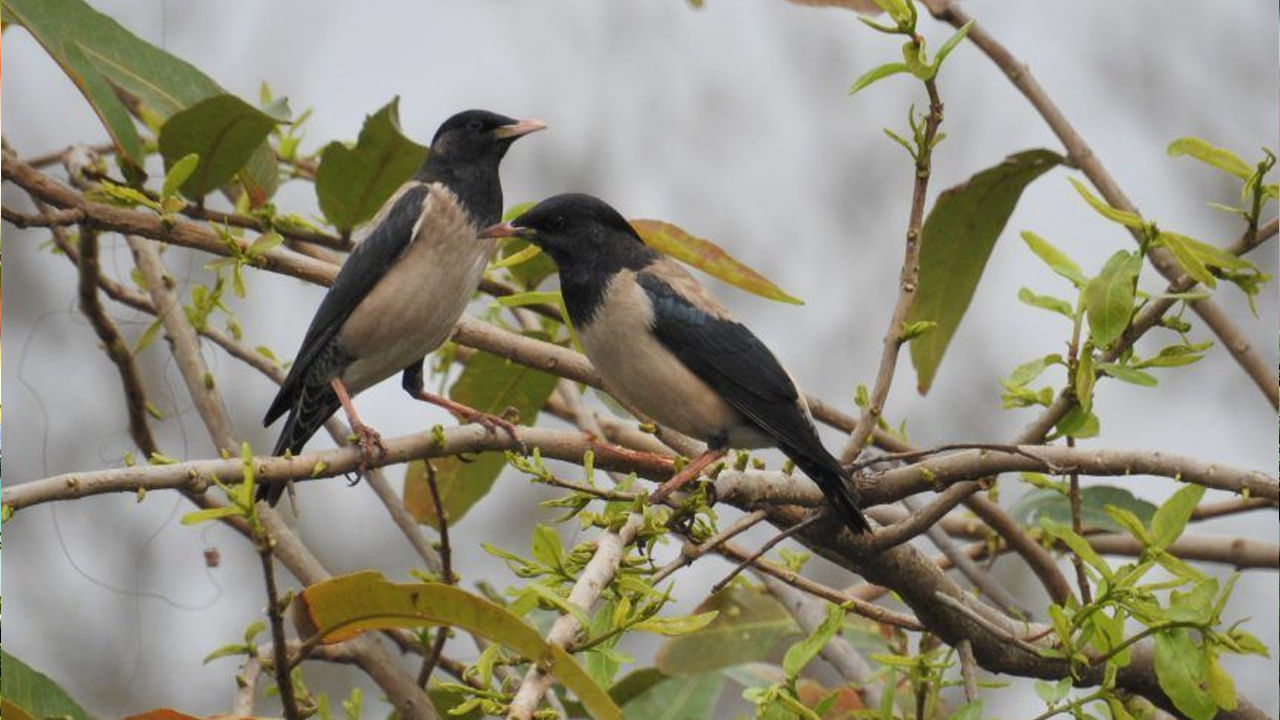 ఇక పక్షులు తమ మధురమైన స్వరంతో కూస్తూ ఉంటే, అది ఇంటిలోపల ఆనందానికి చిహ్నం. అలాగే కొన్ని సంప్రదాయాల ప్రకారం, కొన్ని రకాల పక్షులు కొన్ని రకాల సూచనలు ఇస్తుంటాయి. ఒకే పక్షి ఇంటికి పదే పదే వస్తే అది కొత్త మార్పును సూచిస్తుందని అర్థం అంట. అలాగే, పావురం ఇంటిలోకి రావడం, ప్రేమకు చిహ్నం అయితే, రామ చిలుక రాక శుభ వార్తను తీసుకొస్తుంది. ఇలా ఒక్కో పక్షి రాక ఒక్కో సూచనను ఇస్తుందని చెబుతున్నారు పండితులు.