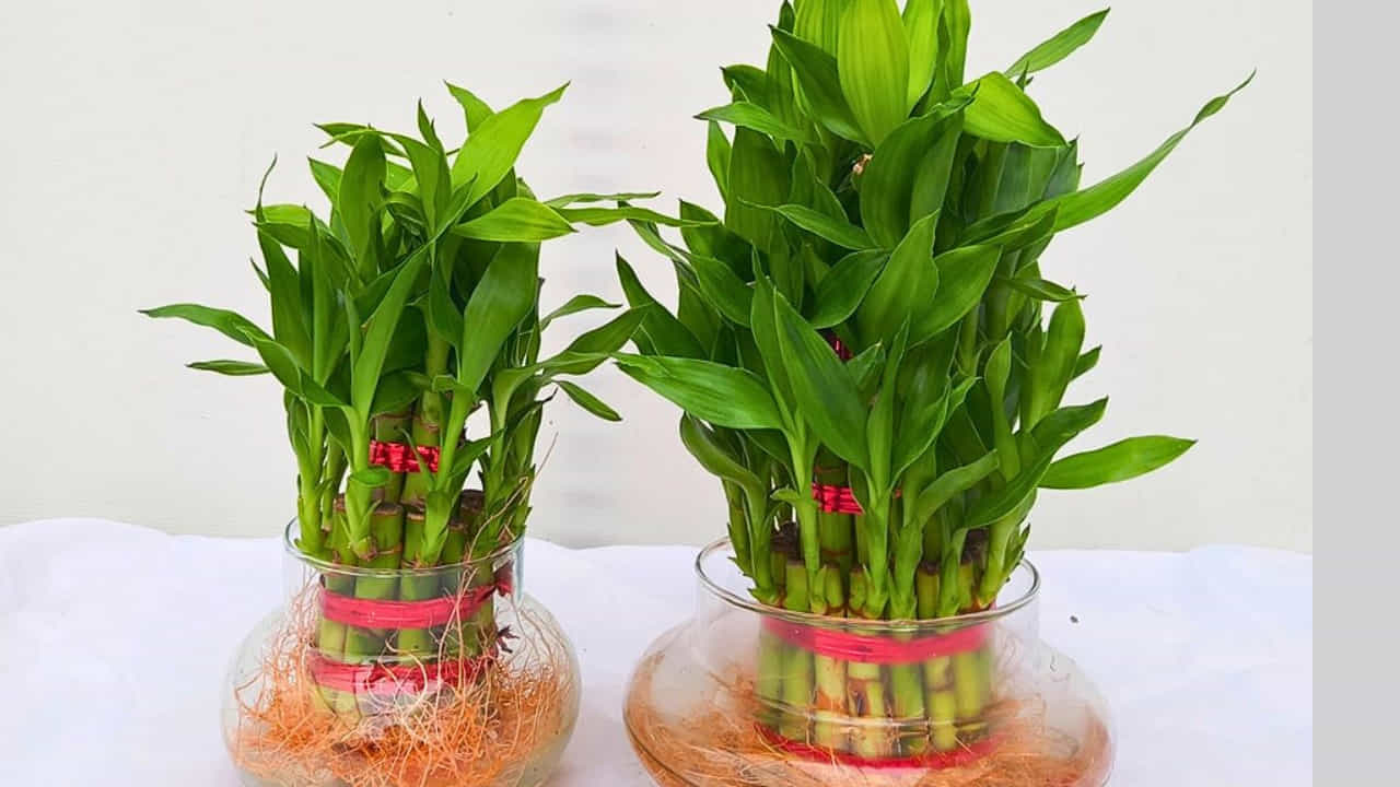 వెదురు మొక్క: ఇంటిలోని ఆర్థిక సమస్యలు తొలిగిపోయి, డబ్బు నిలవాలి అంటే తప్పకుండా, ఇంటిలోపల వెదురు మొక్క పెట్టాలి అంటారు పండితులు. ఎందుకంటే, ఇది అదృష్టానికి చిహ్నం, అందువలన ఈ మొక్కను లివింగ్ రూమ్లో ఆగ్నేయ దిశలో ఉంచడం వలన ఆర్థికంగా కలిసి వస్తుందంట.