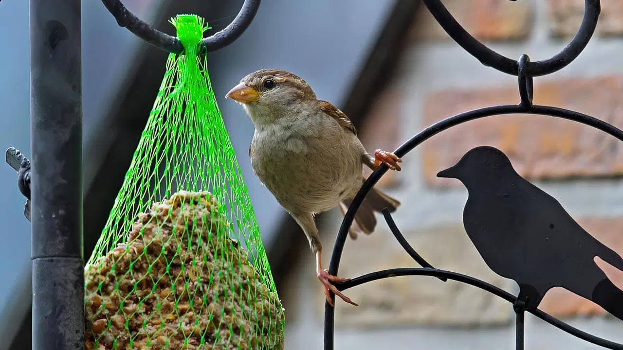 జ్యోతిష్య శాస్త్రంలో వాస్తు శాస్త్రానికి ఉన్న ప్రాముఖ్యత గురించి ఎంత చెప్పినా తక్కువే. వాస్తు నియమాలను పాటించిన వారు ఎప్పుడూ ఎలాంటి ఆర్థిక సమస్యలు, కలహాలు లేకుండా ఉంటారని చెబుతారు పండితులు. చిన్న పాటి వాస్తు దోషం ఉన్నా, ఆ ఇంటిలో అనేక సమస్యలు ఎదుర్కోవాల్సి వస్తందంట.