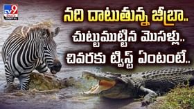 నది దాటుతున్న జీబ్రా.. చుట్టుముట్టిన మొసళ్లు.. చివరకు ట్విస్ట్ నది దాటుతున్న జీబ్రా.. చుట్టుముట్టిన మొసళ్లు.. చివరకు ట్విస్ట్