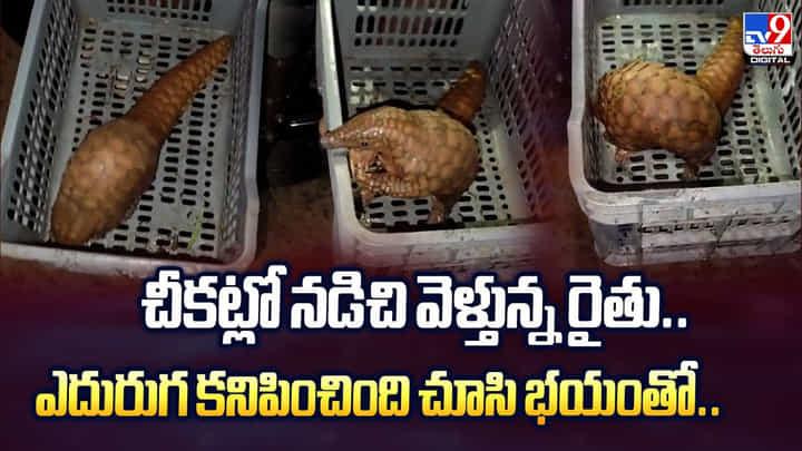 చీకట్లో నడిచి వెళ్తున్న రైతు.. ఎదురుగ కనిపించింది చూసి భయంతో వీడియో చీకట్లో నడిచి వెళ్తున్న రైతు.. ఎదురుగ కనిపించింది చూసి భయంతో వీడియో