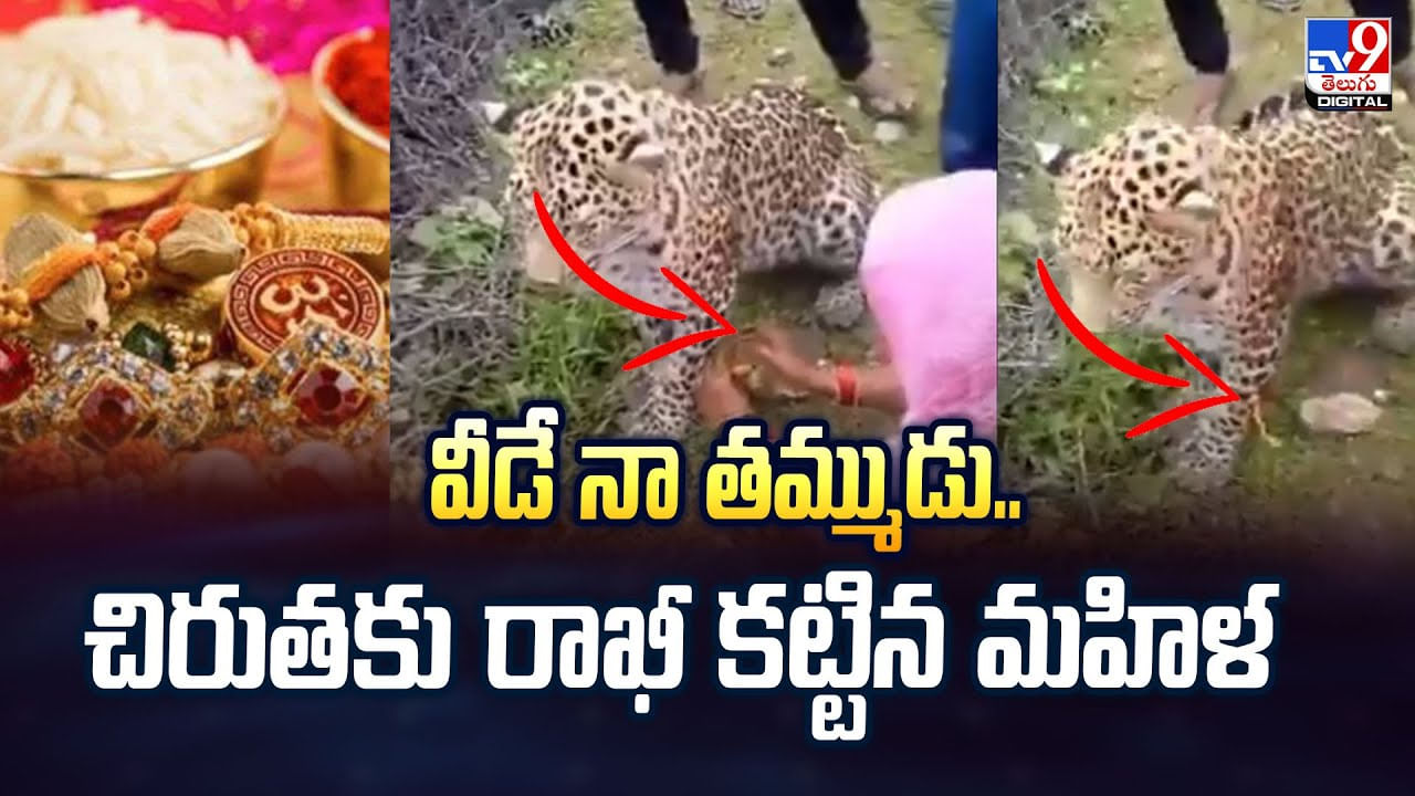 వీడే నా తమ్ముడు.. చిరుతకు రాఖీ కట్టిన మహిళ వీడియో