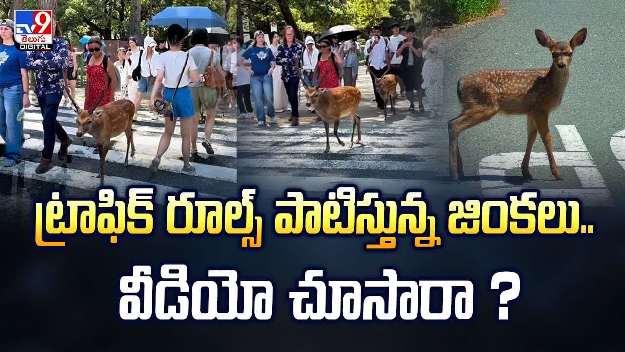 ట్రాఫిక్ రూల్స్ పాటిస్తున్న జింకలు.. వీడియో చూసారా ?వీడియో