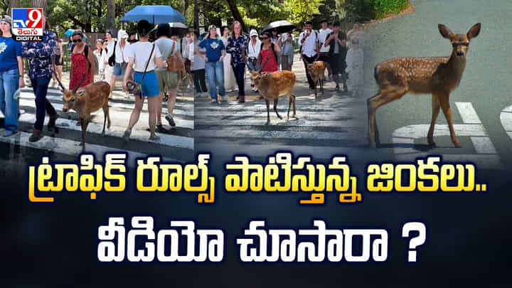 ట్రాఫిక్ రూల్స్ పాటిస్తున్న జింకలు.. వీడియో చూసారా ?వీడియో ట్రాఫిక్ రూల్స్ పాటిస్తున్న జింకలు.. వీడియో చూసారా ?వీడియో