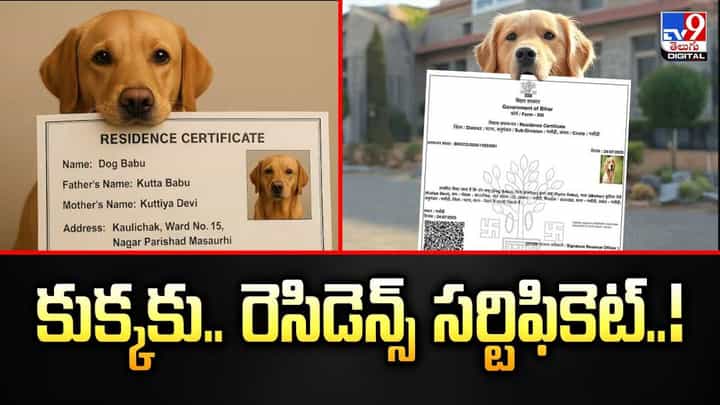 కుక్కకు.. రెసిడెన్స్ సర్టిఫికెట్ వీడియో కుక్కకు.. రెసిడెన్స్ సర్టిఫికెట్ వీడియో