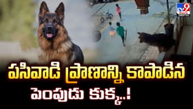 పసివాడి ప్రాణాన్ని కాపాడిన పెంపుడు కుక్క వీడియో పసివాడి ప్రాణాన్ని కాపాడిన పెంపుడు కుక్క వీడియో