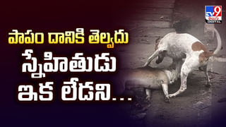 గ్రామ సింహం Vs‌ చిరుతపులి.. గెలుపు ఎవరిదో తెలుసా?