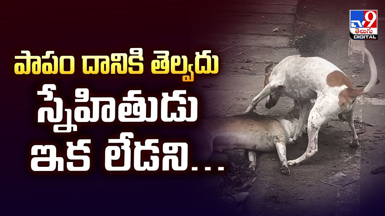 పాపం దానికి తెల్వదు స్నేహితుడు ఇక లేడని.. కన్నీరు పెట్టిస్తున్న వీడియో