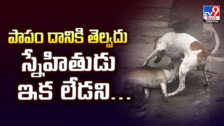 పాపం దానికి తెల్వదు స్నేహితుడు ఇక లేడని.. కన్నీరు పెట్టిస్తున్న వీడియో పాపం దానికి తెల్వదు స్నేహితుడు ఇక లేడని.. కన్నీరు పెట్టిస్తున్న వీడియో