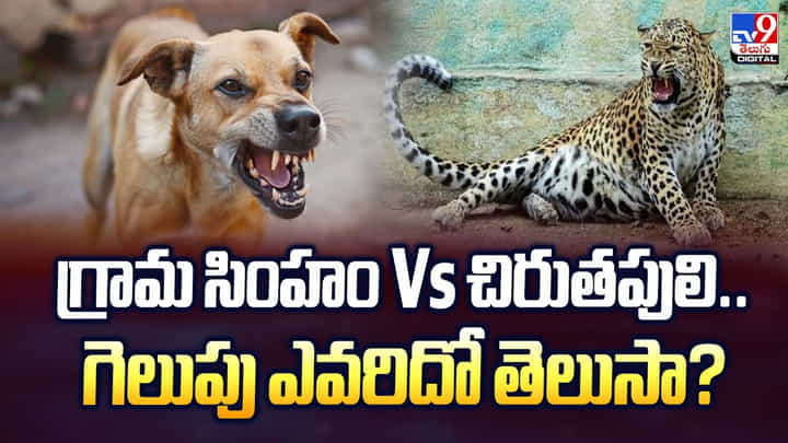 గ్రామ సింహం Vs చిరుతపులి.. గెలుపు ఎవరిదో తెలుసా? గ్రామ సింహం Vs చిరుతపులి.. గెలుపు ఎవరిదో తెలుసా?