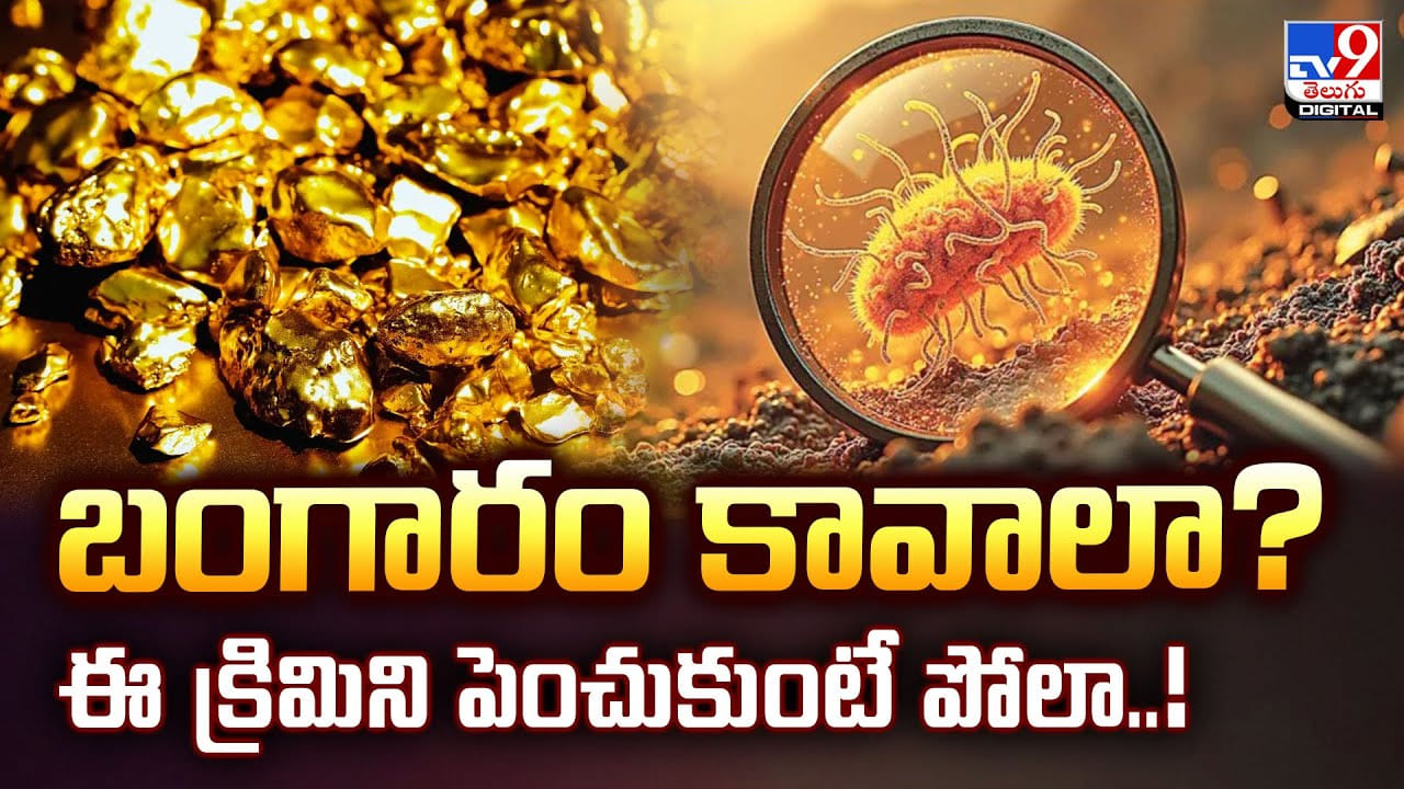 బంగారం కావాలా? ఈ క్రిమిని పెంచుకుంటే పోలా వీడియో బంగారం కావాలా? ఈ క్రిమిని పెంచుకుంటే పోలా వీడియో