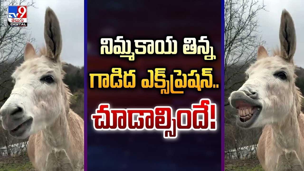 నిమ్మకాయ తిన్న గాడిద ఎక్స్‌ప్రెషన్‌.. చూడాల్సిందే వీడియో