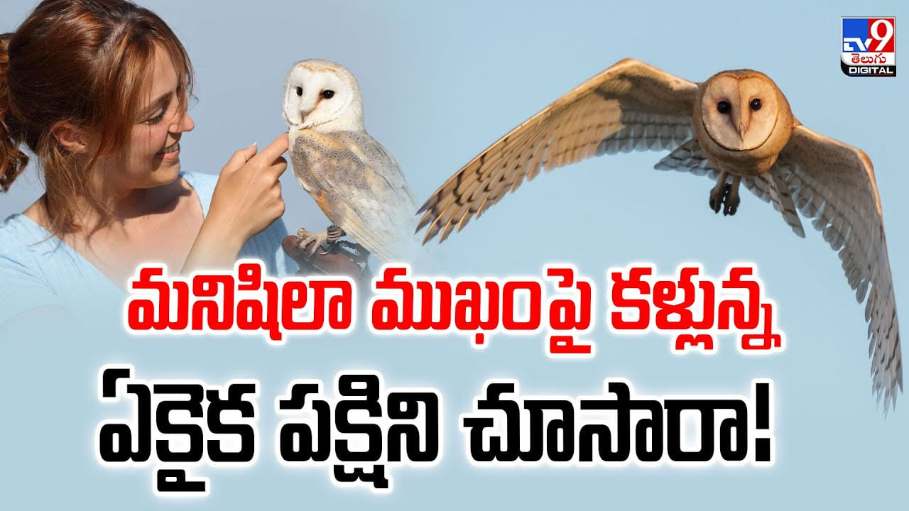 మనిషిలా ముఖం పై కళ్లున్న ఏకైక పక్షిని చూసారా వీడియో