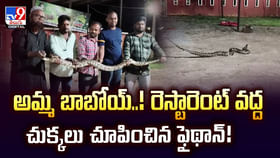 అమ్మ బాబోయ్..! రెస్టారెంట్ వద్ద చుక్కలు చూపించిన ఫైథాన్ వీడియో అమ్మ బాబోయ్..! రెస్టారెంట్ వద్ద చుక్కలు చూపించిన ఫైథాన్ వీడియో