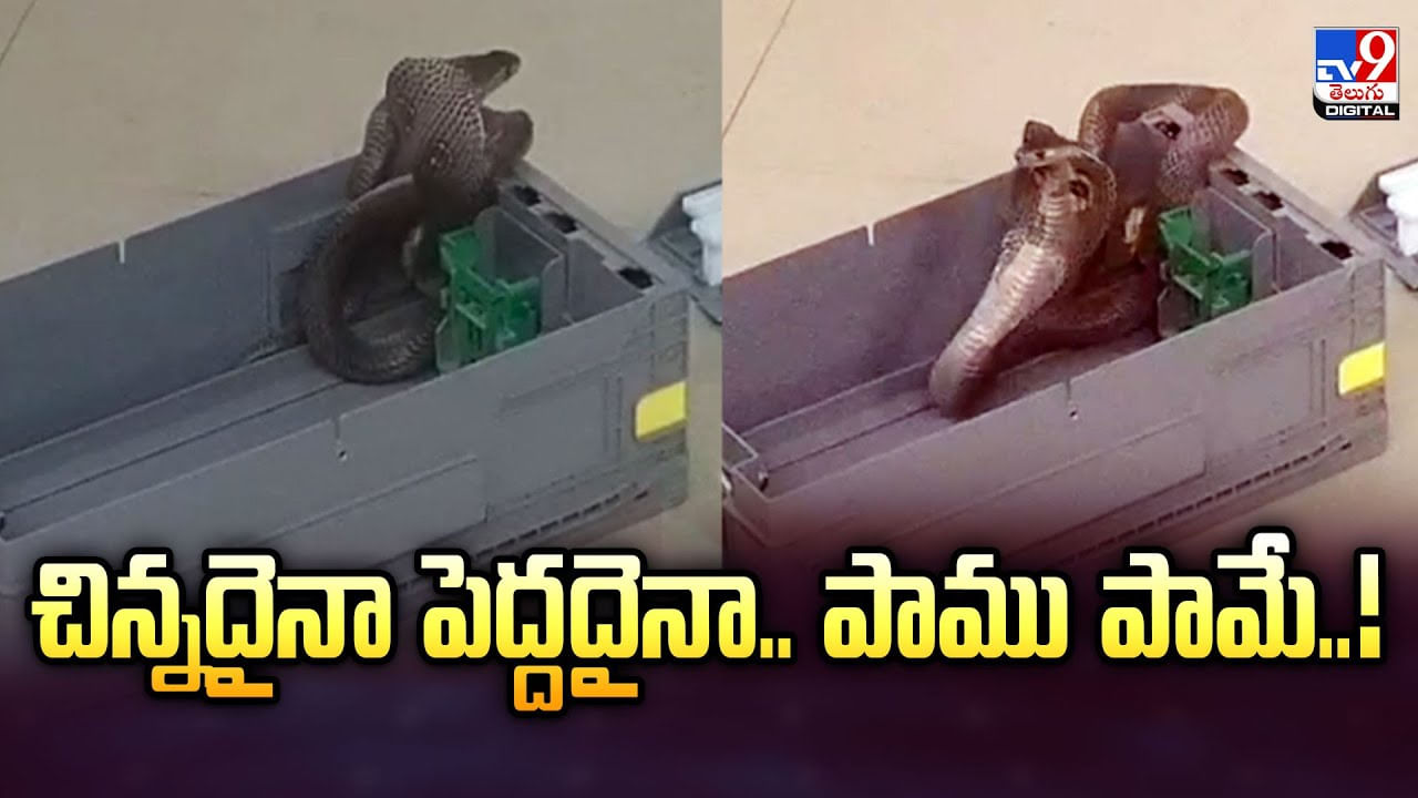 చిన్నదైనా పెద్దదైనా.. పాము పామే వీడియో