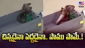 చిన్నదైనా పెద్దదైనా.. పాము పామే వీడియో చిన్నదైనా పెద్దదైనా.. పాము పామే వీడియో