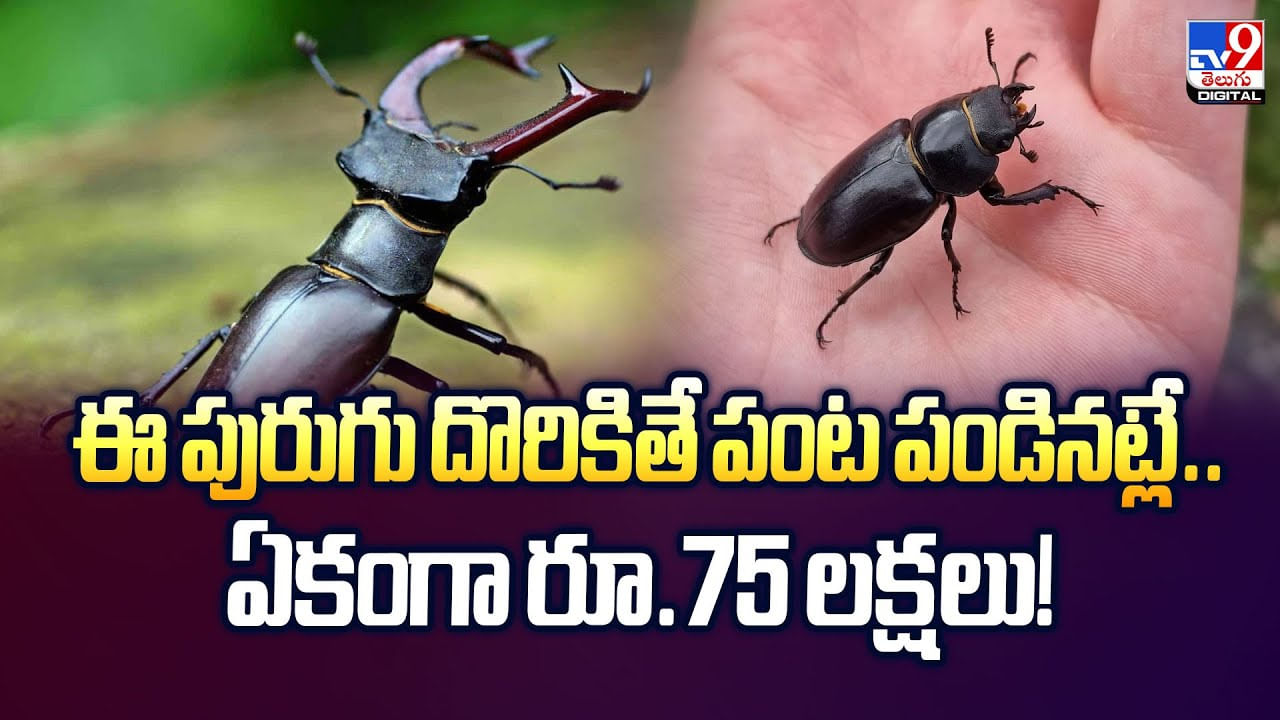 ఈ పురుగు దొరికితే పంట పండినట్లే.. వీడియో