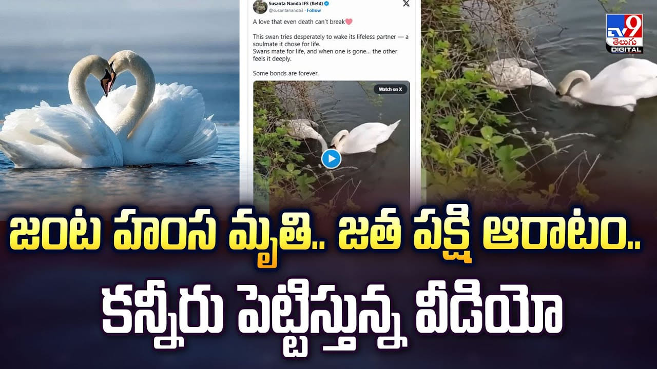 ప్రేమంటే ఇదే..చనిపోయిన తోడును లేపుతున్న పక్షి..కన్నీరు పెట్టిస్తున్న వీడియో