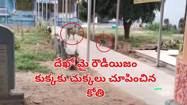 Viral Video: దేఖో మై రౌడీయిజం.. కుక్కకు చుక్కలు చూపించిన కోతి!.. వీడియో చూస్తే.. నవ్వాపుకోలేరు!
