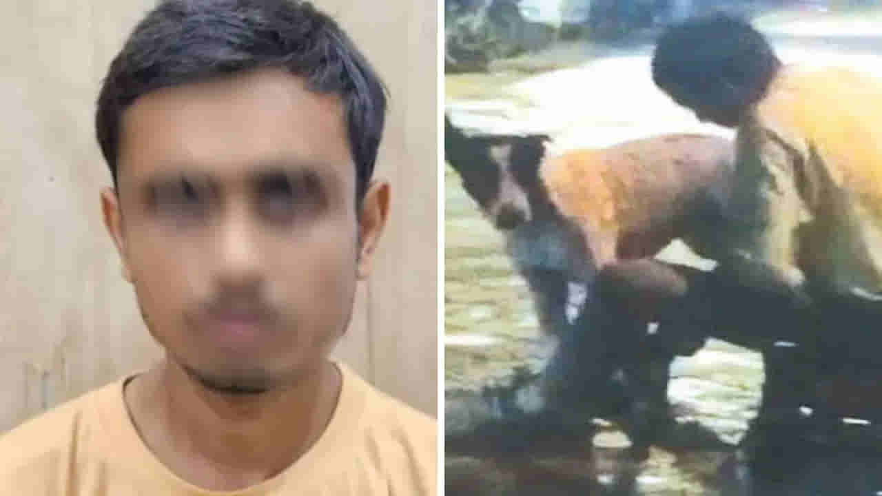 ఇదెక్కడి దారుణం.. కుక్కపై అత్యాచారం చేసిన వ్యక్తి..! వీడియో వైరల్ కావడంతో..