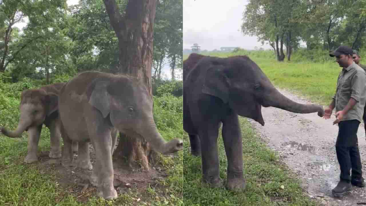 Watch: గున్న ఏనుగుల చిలిపి చేష్టలు.. చంటి పిల్లల్లా సాకుతున్న ఫారెస్ట్ అధికారులు.. వీడియో చూస్తే..!