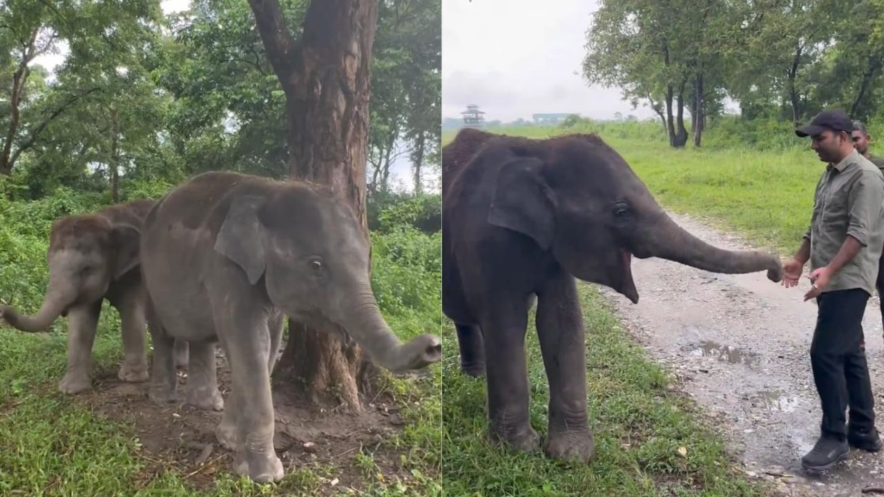 Watch: గున్న ఏనుగుల చిలిపి చేష్టలు.. చంటి పిల్లల్లా సాకుతున్న ఫారెస్ట్ అధికారులు.. వీడియో చూస్తే..!