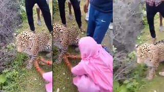 Viral Video: అక్కా నువ్వు సూపర్.. చిరుతకు రాఖీ కట్టిన మహిళ.. వీడియో వైరల్