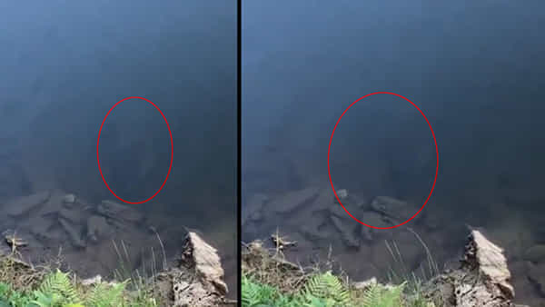 Viral Video: చేపల కోసం గాలం వేయగా.. నీటి అడుగున కనిపించింది చూసి అవాక్కు